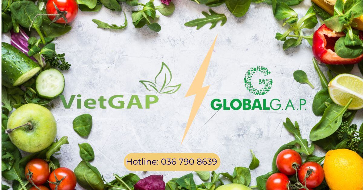 So sánh chứng nhận giữa Global GAP và VietGAP