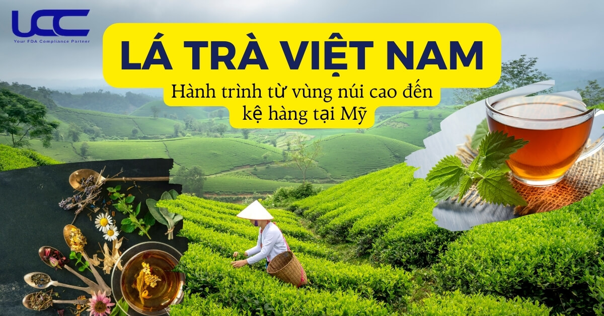 Lá trà Việt Nam và hành trình từ vùng núi cao đến kệ hàng Mỹ