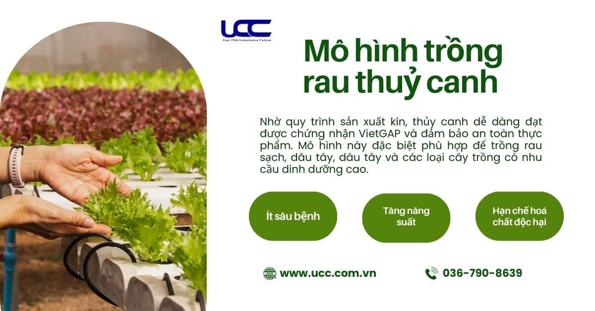 Mô hình trồng rau thuỷ canh