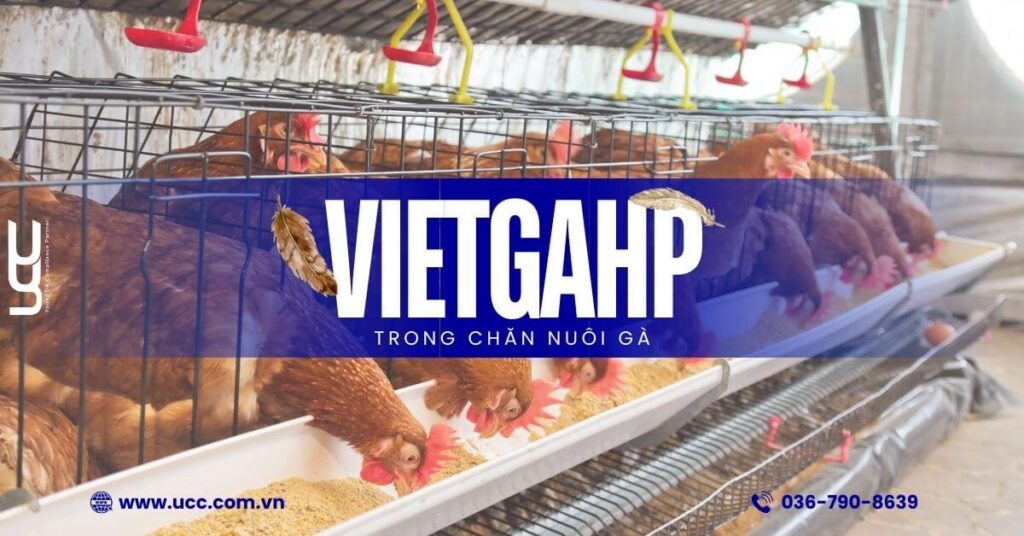 Tiêu chuẩn VietGAHP trong chăn nuôi gà